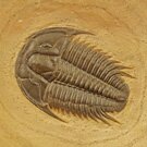 A fossilised diatom
